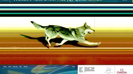 Собака, участвовавшая в Олимпиаде, оказалась почти волком - 285x160