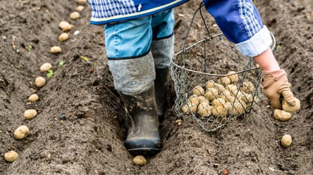 Обработайте этим картофель перед посадкой — урожай вкусного клубня будет рекордным - 285x160