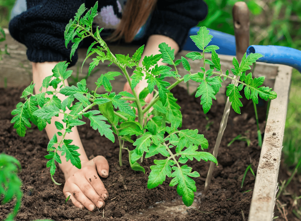 Where you absolutely cannot plant tomatoes so as not to spoil the harvest