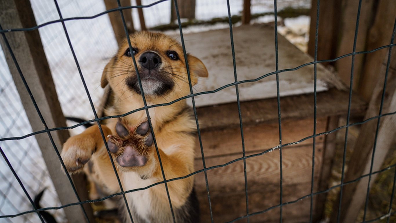 Стало відомо, як українці ставляться до стерилізації тварин