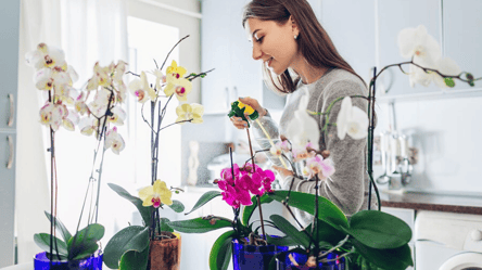 Орхидея из листа — действительно ли можно получить новое растение - 285x160