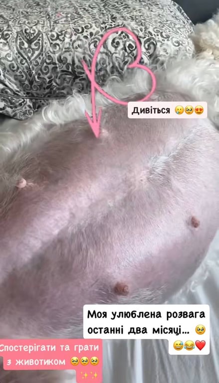 Лілія Яма показала вагітну собаку