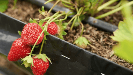Вирощуйте полуницю вдома цілий рік — врожай буде навіть узимку - 285x160