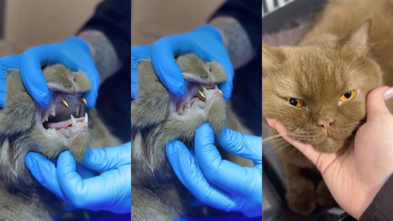 Коронки на зубах кота з Вінниці