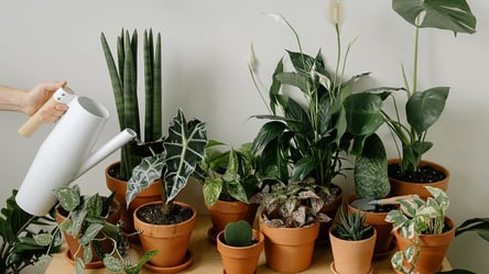 Подкормка цветов зимой — пять растений, которым это необходимо - 285x160