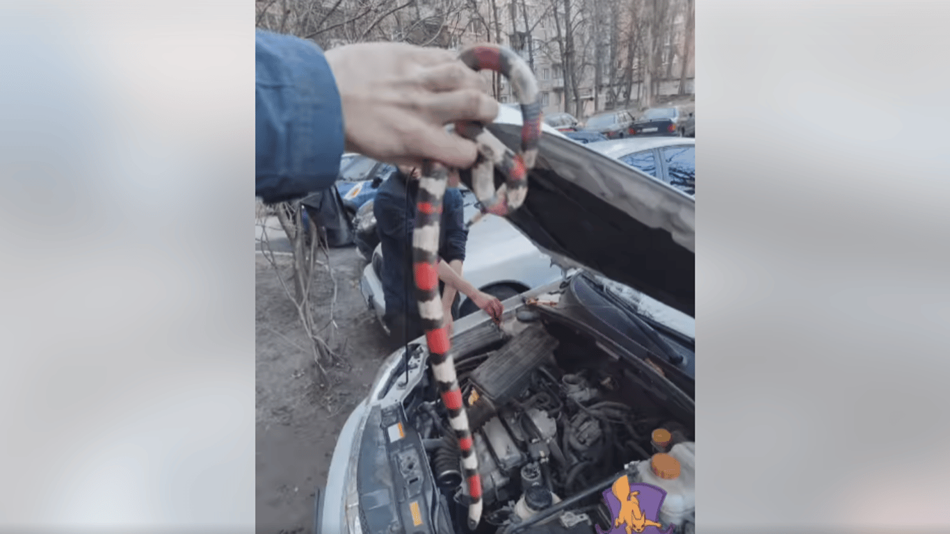 В Киеве женщина нашла в капоте собственного авто змею