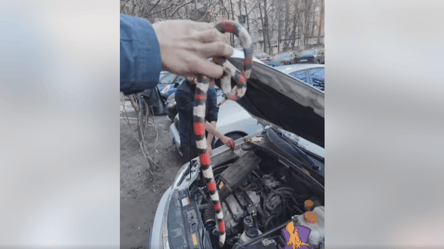У Києві жінка знайшла у капоті власного авто змію - 290x166