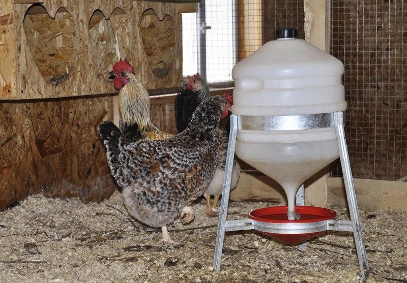 Поилка в курятнике