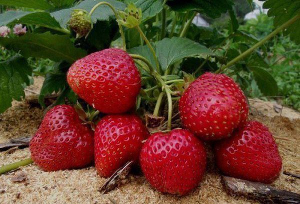 Урожай спелой клубники на огороде