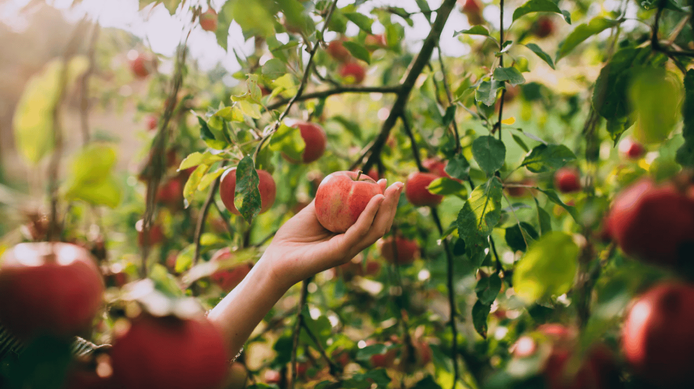 Яблука на дереві в саду.