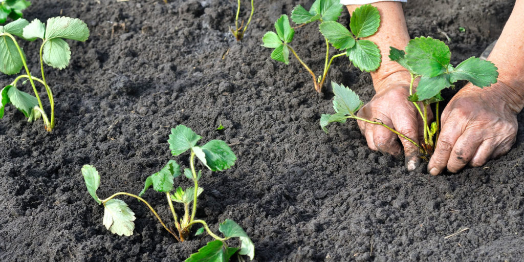 Секреты посадки клубники осенью