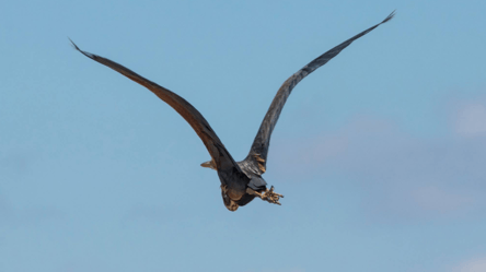 На Одещині помітили рідкісну чаплю-примару з Африки - 304x171