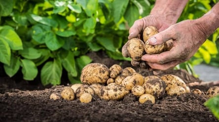"Картофельный бизнес не удался": в Одесской области раскрыли мошенничество на 31 тысячу долларов - 285x160