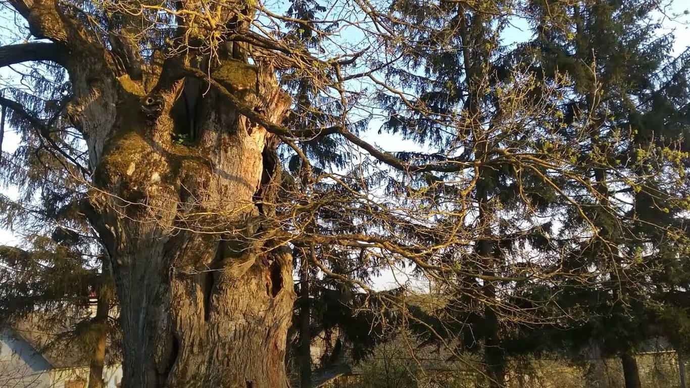 Тисячолітній дуб зі Львівщини претендує на титул Європейського дерева року