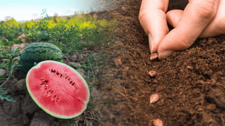 Які сорти кавуна сіяти у 2026 році: дають гігантські медові плоди - 290x160