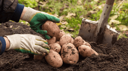 Картошка будет с большой кулак — что внести в почву осенью - 285x160