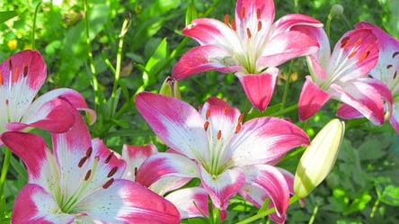 Каждый день недели имеет свой цветок — найди свою энергию - 285x160