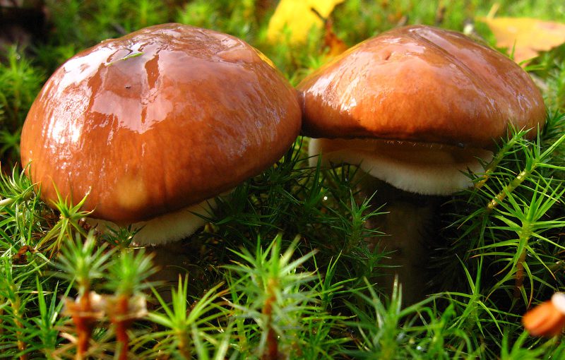 Де збирати маслюки у вересні