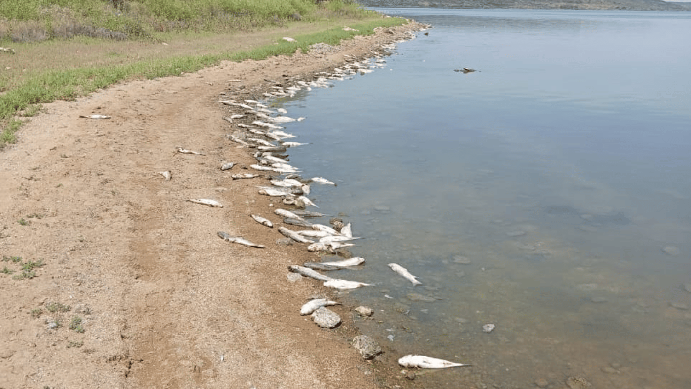 Массовый замор рыбы в Одесской области - экологи объяснили причину
