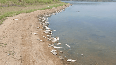 В Хаджибейском лимане в Одесской области снова замор рыбы — в чем причина - 285x160