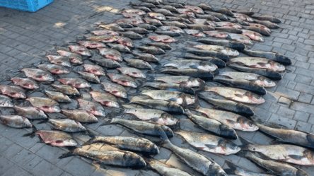 Наловили на 200 тисяч гривень: на Одещині затримали рибних браконьєрів - 285x160
