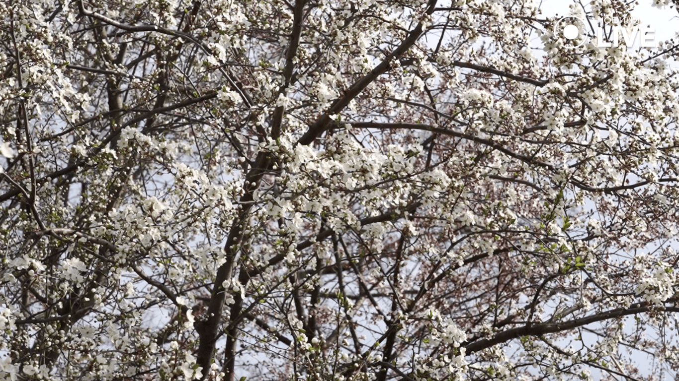 Квітучі дерева