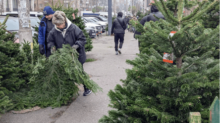 Сколько будут стоить елки в этом году — разбор ценовых сегментов - 285x160