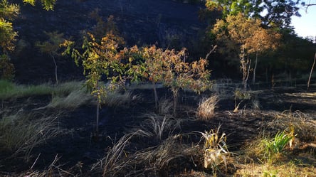 Пожежею знищений цілий схил в Одесі — наслідки для природи - 285x160