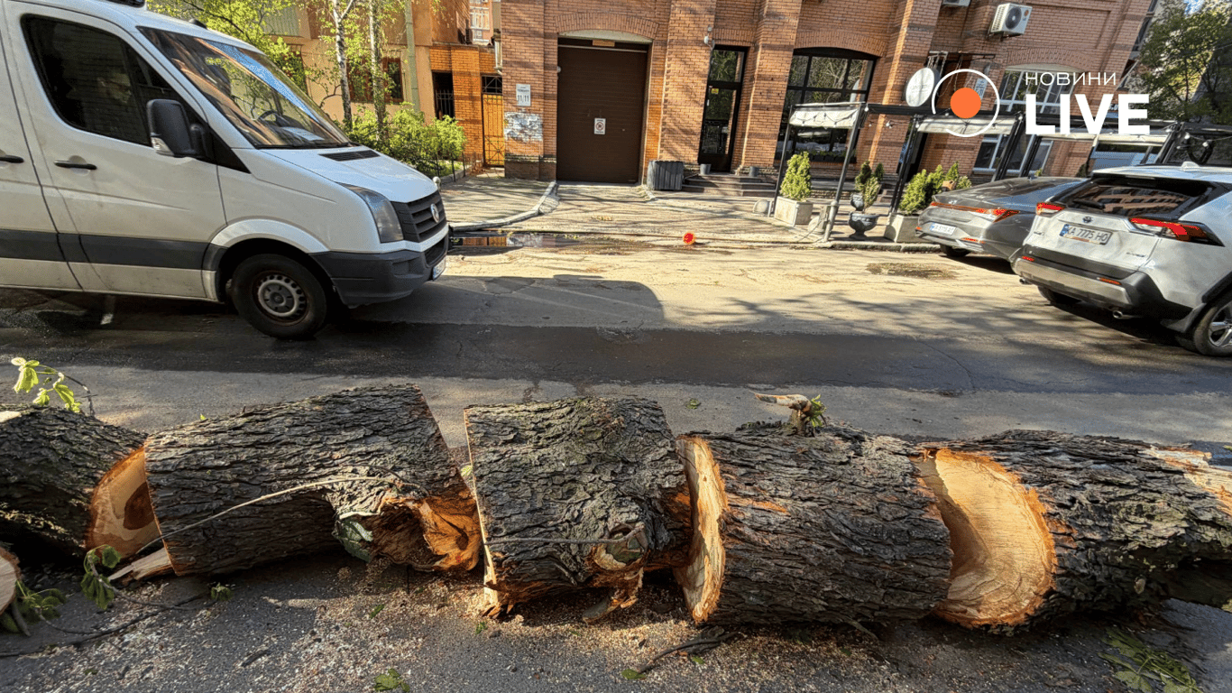 У Києві впав каштан Іващенка символ міста