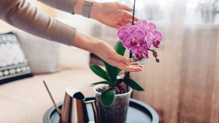 Встигніть до кінця березня: чим підживити орхідею, щоб розцвіла - 285x160