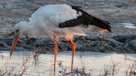 На Одесчине около 2000 аистов приземлились переждать непогоду - 285x160