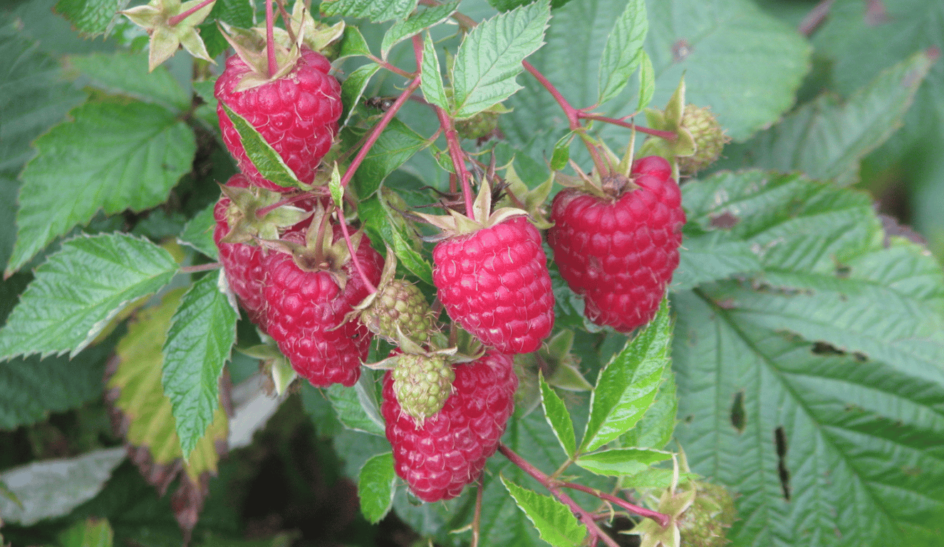 Ремонтантная малина