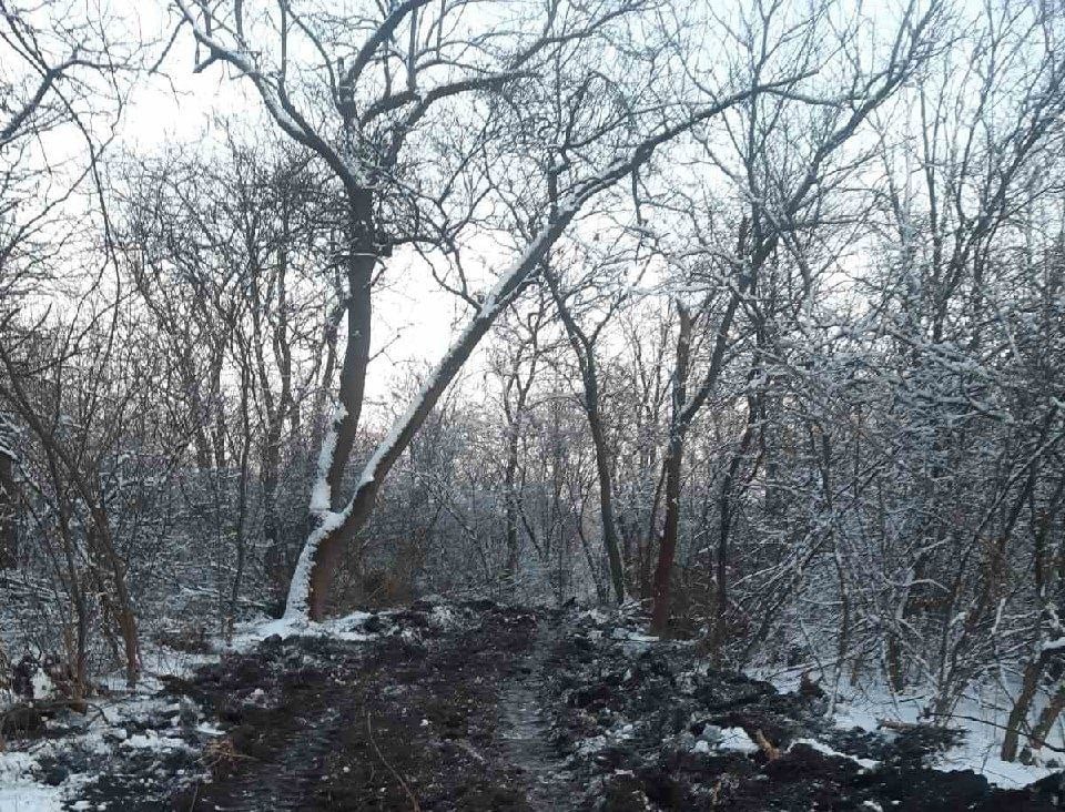 вирубка лісу у заповіднику