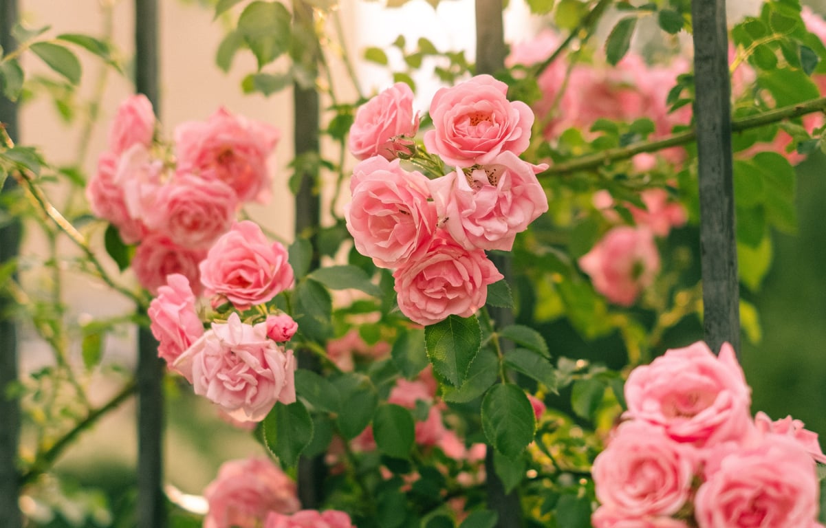 Як правильно садити троянди в жовтні: поради