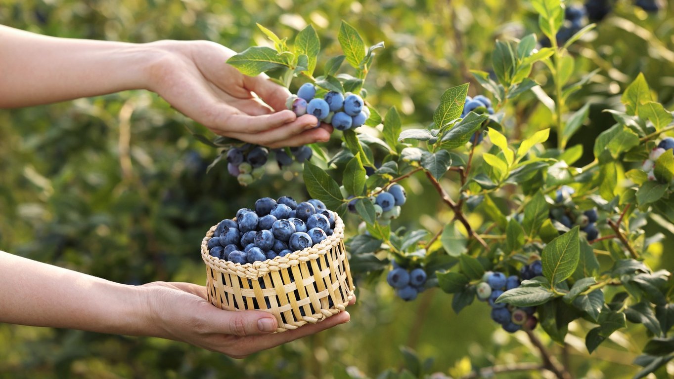 Три найурожайніші сорти лохини для українських садів