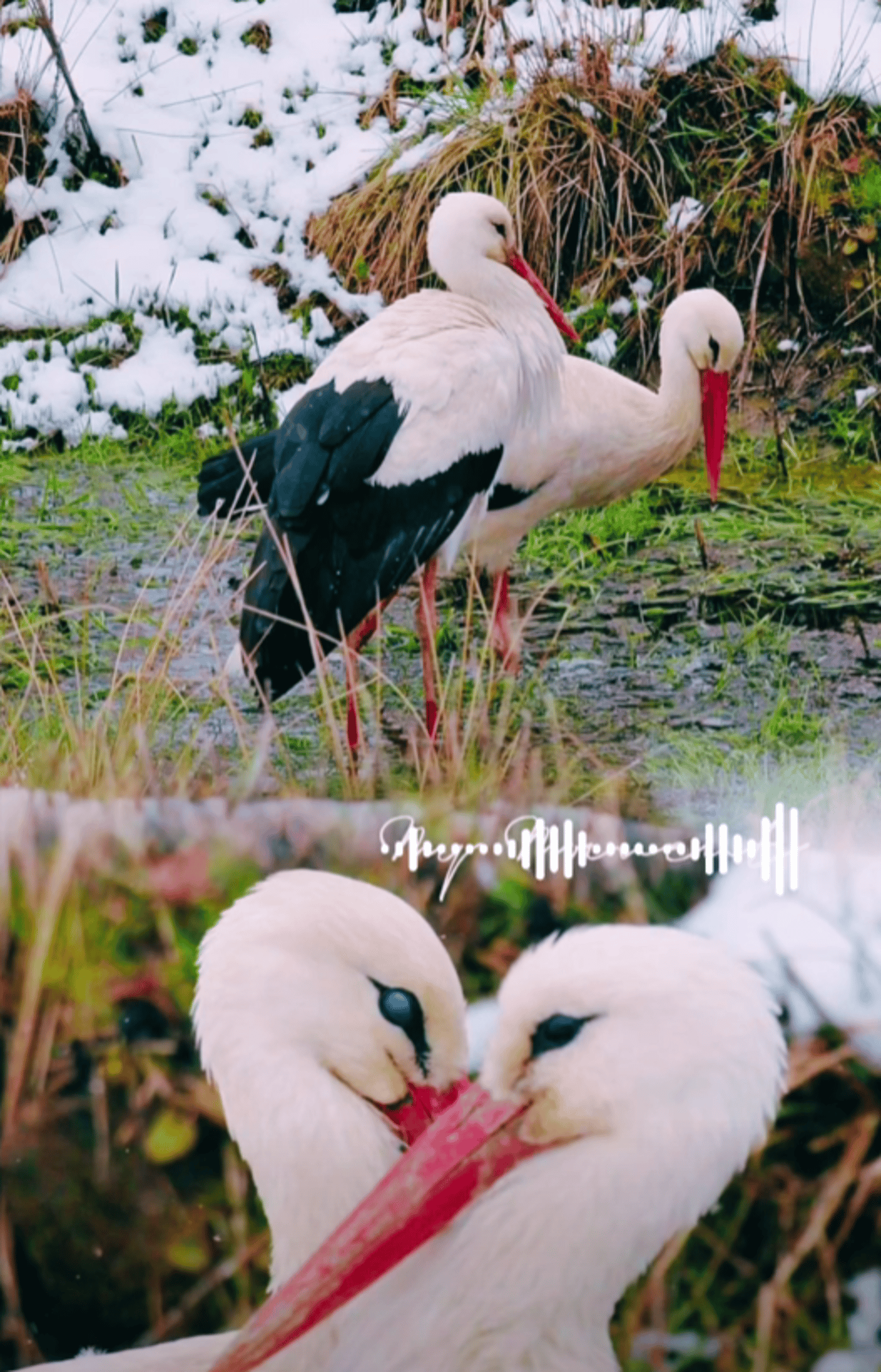 Перші лелеки повернулися до України