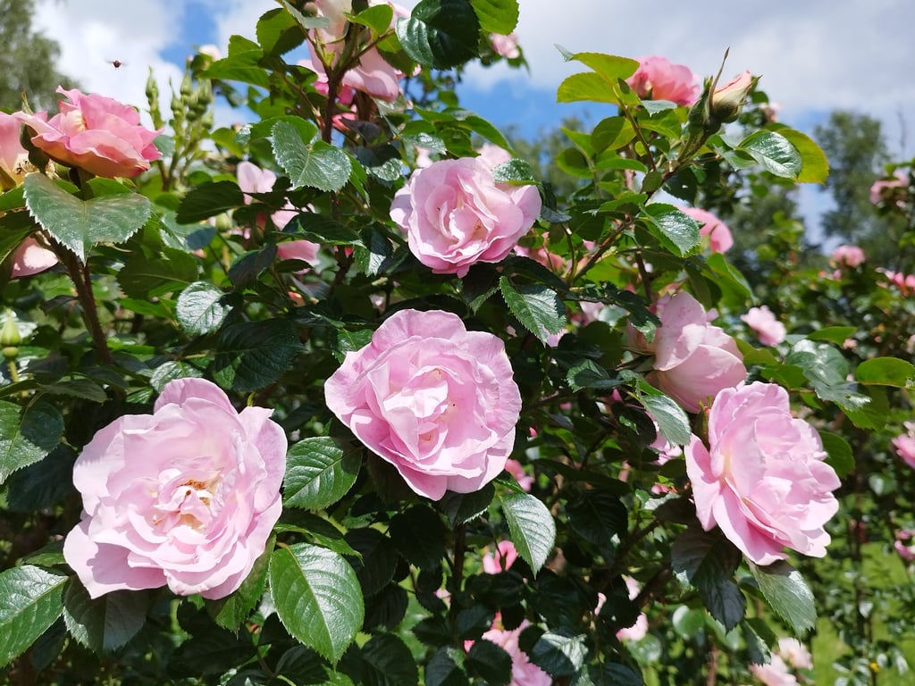 В ботсаду Києва відкрили "Сад троянд" — фото - фото 2