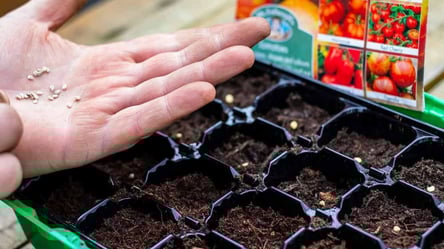 Сприятливі дні 2026 року для посіву томатів — врожай здивує - 285x160