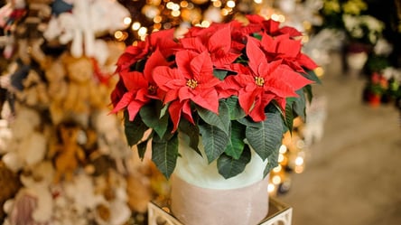 Как создать рождественский уют — праздничные растения для дома - 285x160