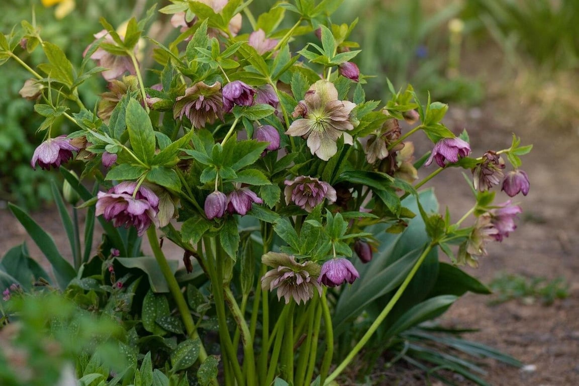 Выращенный морозник в саду