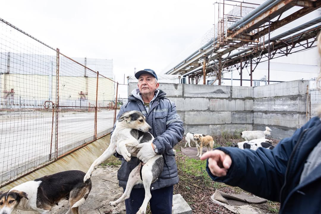 Собаки вблизи ЧАЭС