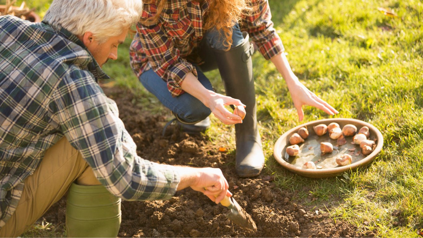 Что и когда можно сеять в ноябре 2024 года по лунному календарю