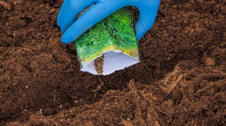 Подзимний посев — что успеть посадить до первых морозов - 285x160