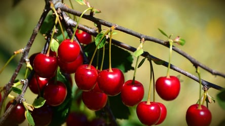 Вишня цветет, но без плодов — главные причины, почему нет урожая - 285x160