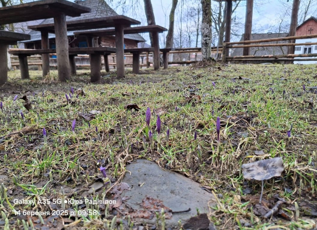 На Закарпатті зацвіли перші крокуси —де їх шукати - фото 1