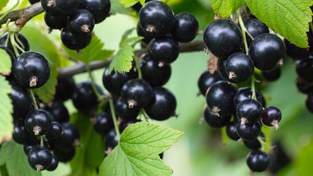 Картопляні шкірки для смородини — секрет рясного врожаю - 285x160