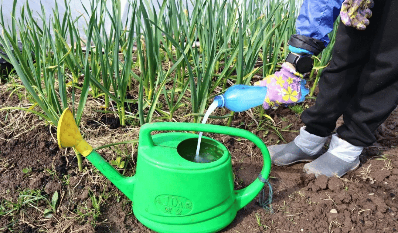 Подкормка чеснока