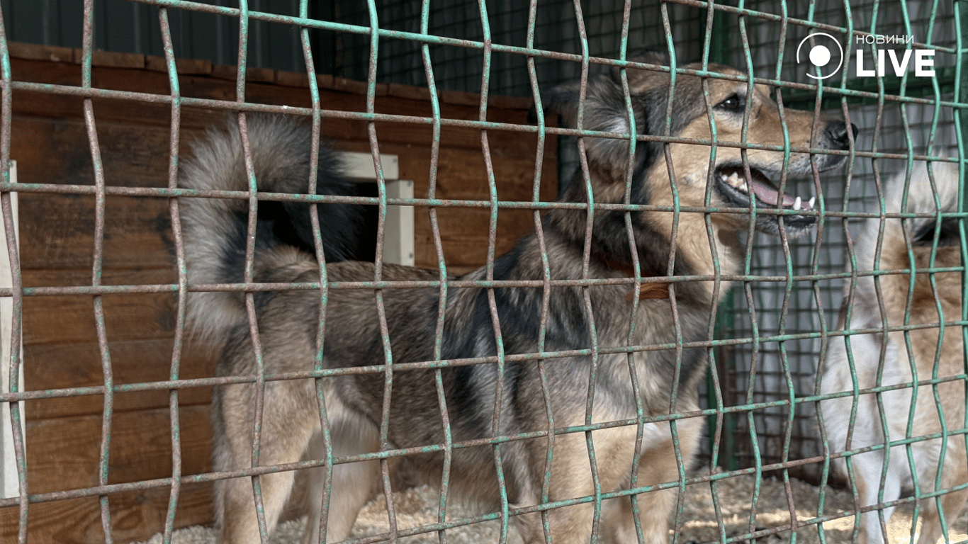 Одна з собак центру адопції в Одесі
