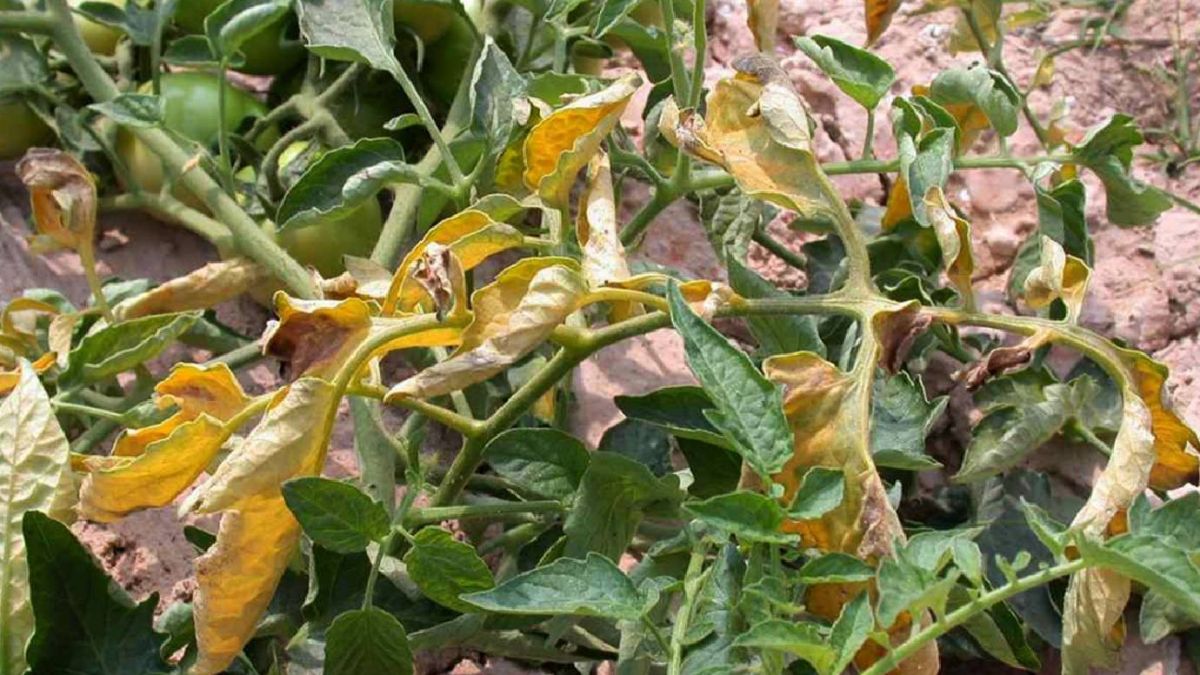 Желтые листья помидоров