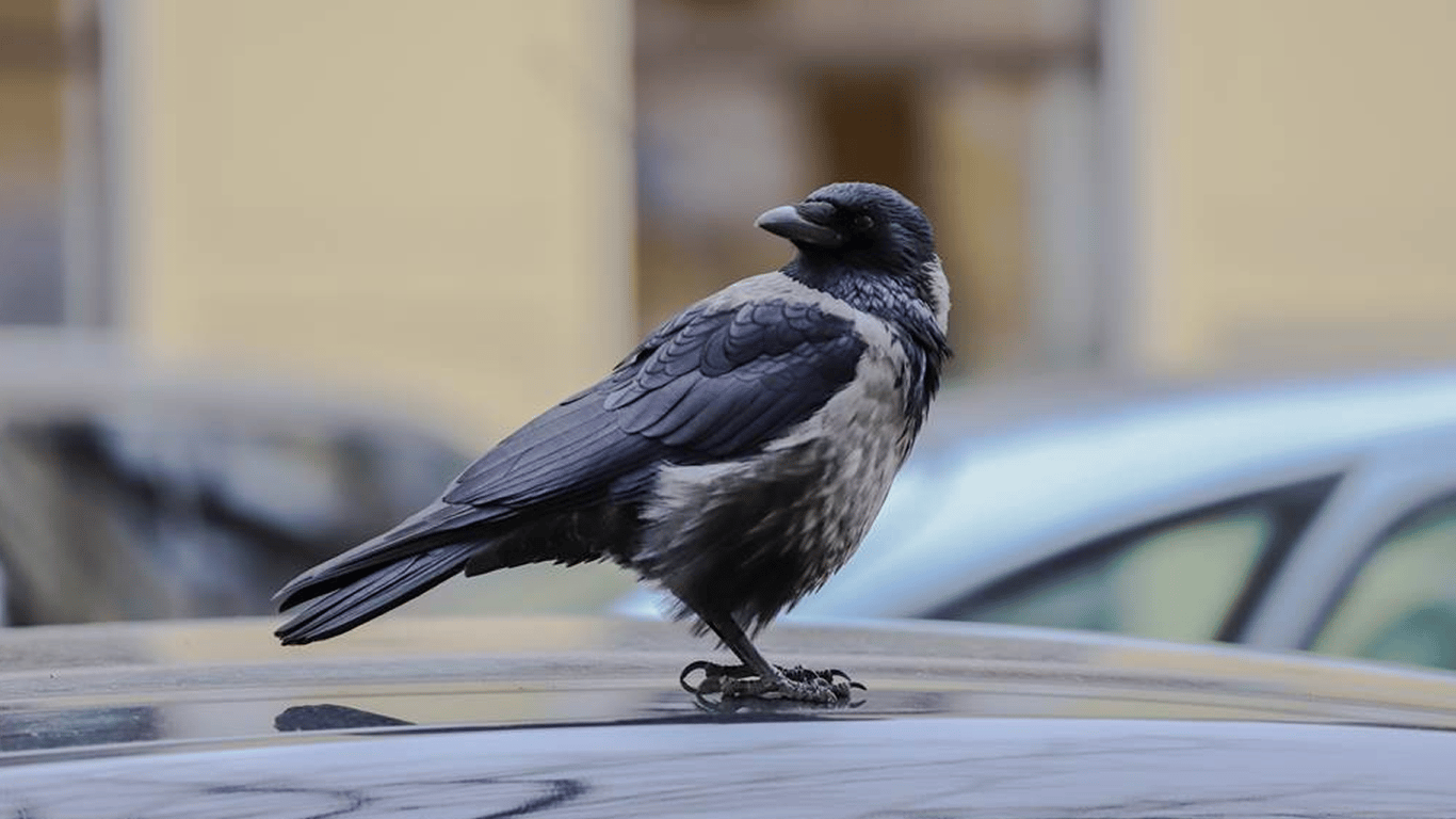 Чому насправді ми віримо в погані знаки